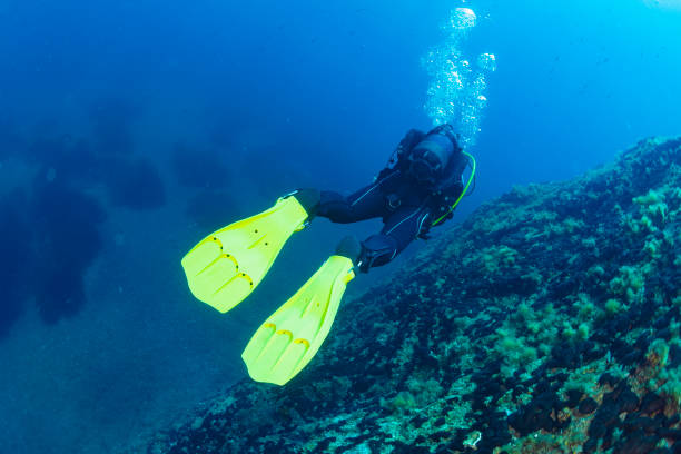 New to Scuba Diving? These Are the Best Scuba Fins for Beginners!