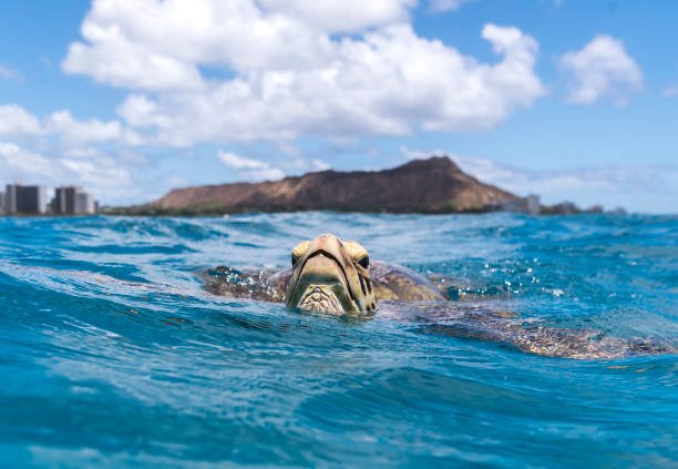 Plunging Into Hawaii's Blue Abyss: Scuba Diving the Islands' Most Pristine Reefs