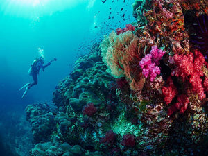 Take A Dive Into The Andaman Underwater World
