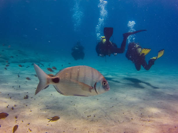 The Canary Islands: Scuba Diving Paradise