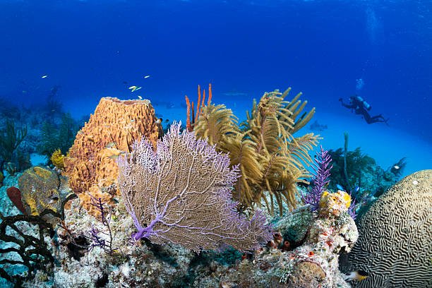 The Ultimate Guide to Scuba Diving in the Bahamas: Top Dive Sites Revealed