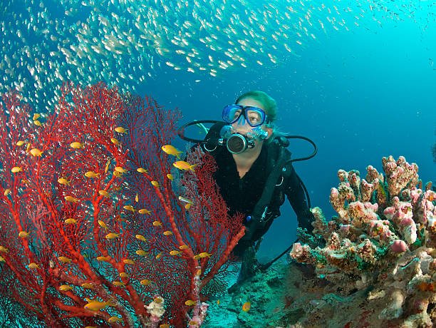Why Scuba Diving in the Maldives?